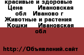 красивые и здоровые › Цена ­ 1 - Ивановская обл., Иваново г. Животные и растения » Кошки   . Ивановская обл.
